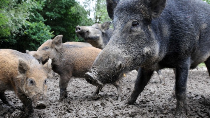 Klimawandel: Wildschweine gelten als sehr fruchtbar, acht Junge kann eine Bache pro Jahr bekommen.