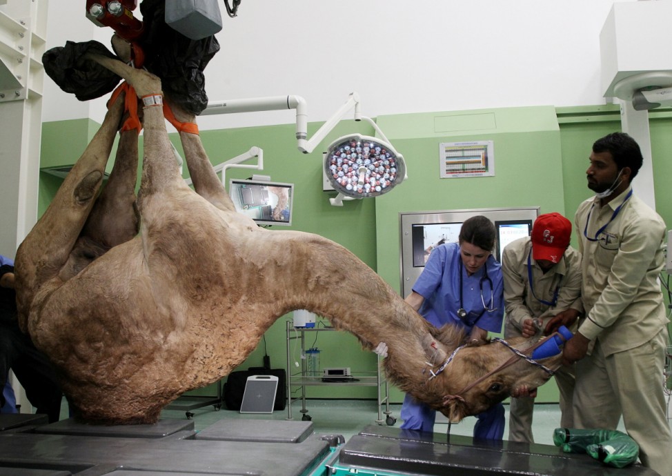 A camel is seen as he is being brought for the foot surgery at the Dubai Camel Hospital in Dubai