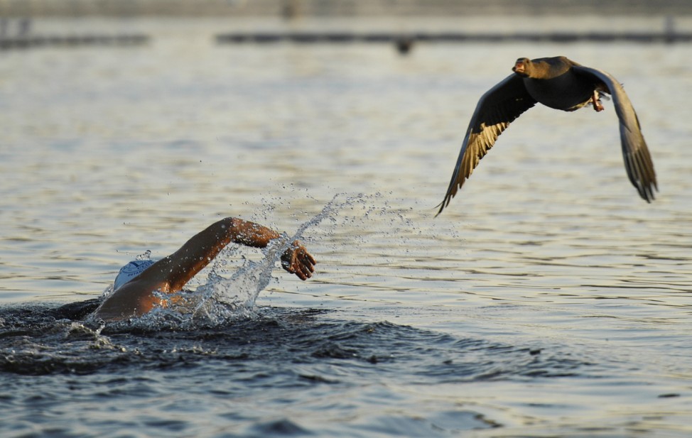 A goose flies past a swimmer in the Serpentine in Hyde Park, in London