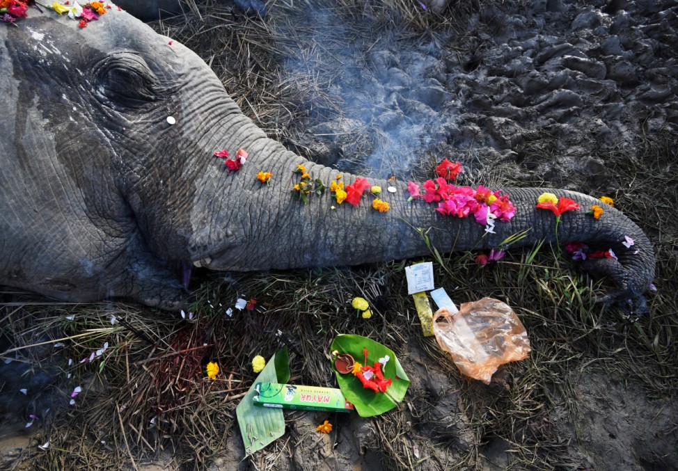Flowers are seen placed by people on a carcass of an elephant, who according to forest officials was electrocuted early morning in a paddy field at Kuruabahi village, in Nagaon district