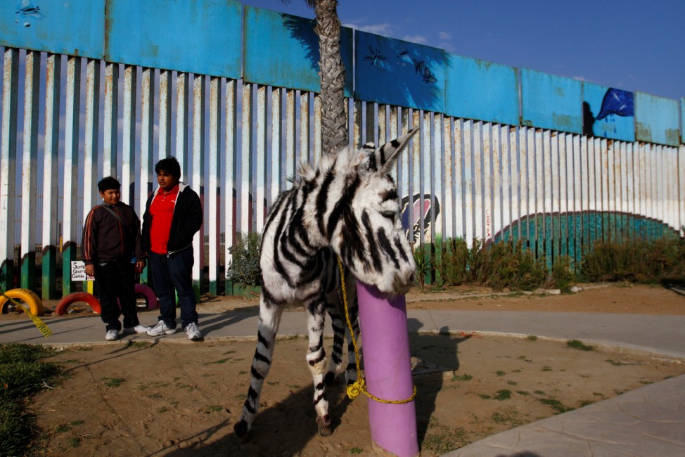 A donkey painted to resemble a zebra is seen near the double steel fence that separates the U.S and Mexico at the border in Tijuana, Mexico