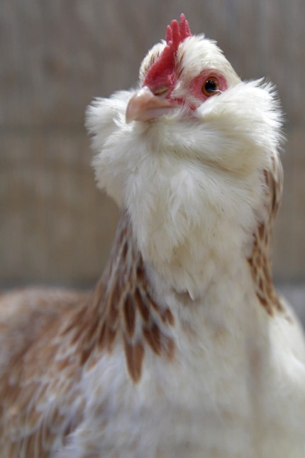 Geflügelschau: Ganz schön aufgeplustert: Diese Henne besticht durch ein recht dichtes Federkleid über der Kehle.