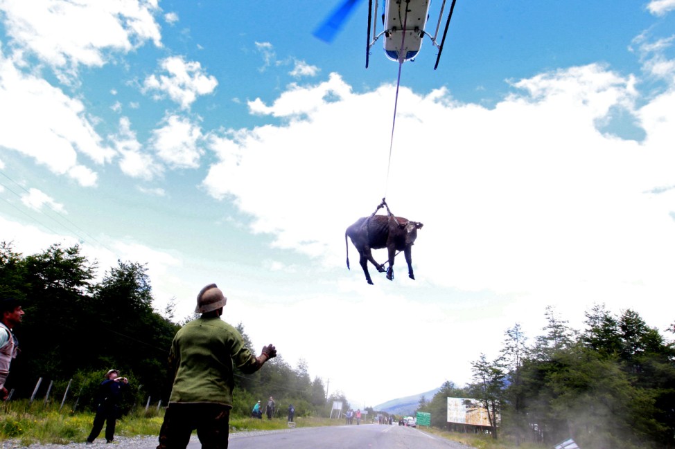 A cow is transported by a helicopter after a mudslide in Villa Santa Lucia, Chile