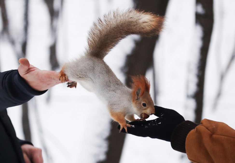 A squirrel is seen on pedestrians' hands in a park in Moscow