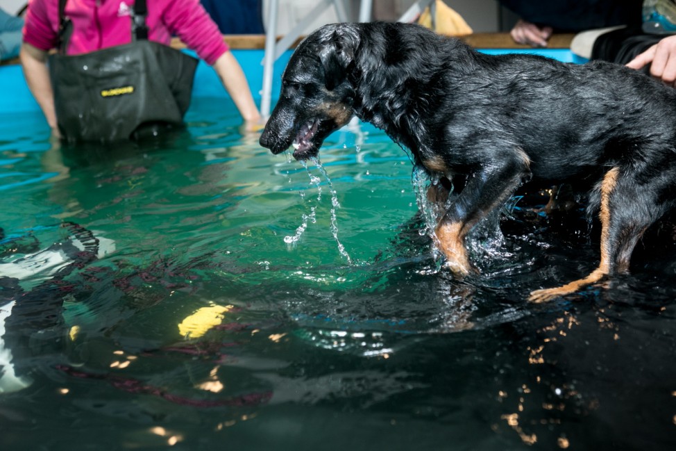 Fotograf, der Hunde unter Wasser fotografiert. Er heißt Sven Gruse und arbeitet mit einer Hunde- und Pferdetherapeutin zusammen, weil die ein Schwimmbecken hat.