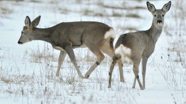 Wildtiere kommen mit strengem Winter klar