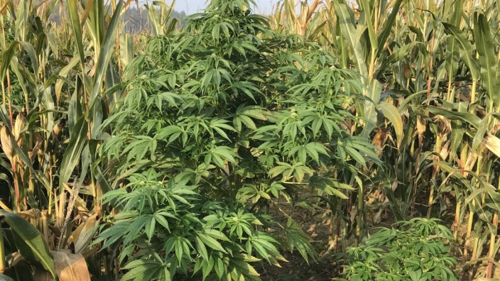 Drogenfund: Fast 200 Marihuana-Pflanzen fanden die Beamten im Maisfeld.