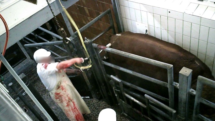 Fürstenfeldbruck: Die Soko Tierschutz dokumentierte im Brucker Schlachthof den nicht erlaubten Einsatz von Elektroschockgeräten gegen Rinder. Durch einen Insider gelangte die Tierrechtlergruppe in den Besitz von Filmmaterial, das angeblich über Monate entstanden ist.