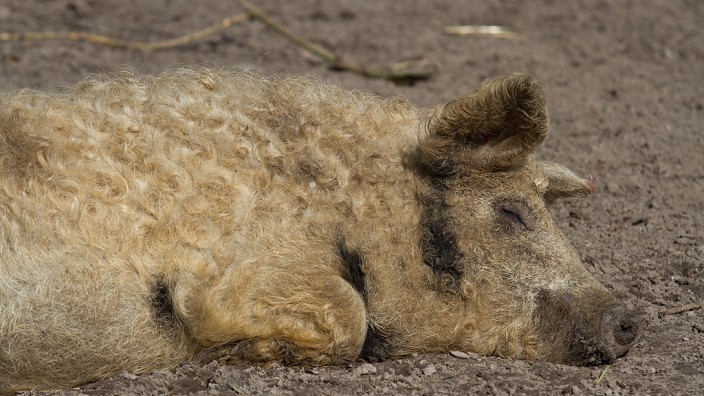 Tierhaltung: Das Haar von Wollschweinen ist dicht und wirkt flauschig wie Wolle, fühlt sich aber hart an.