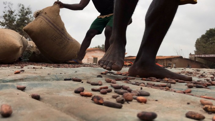Workers transport sacks of cocoa beans in Ntui village