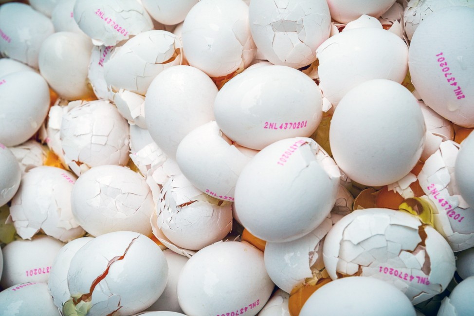 Eier-Skandal: Eier-Vernichtung in den Niederlanden