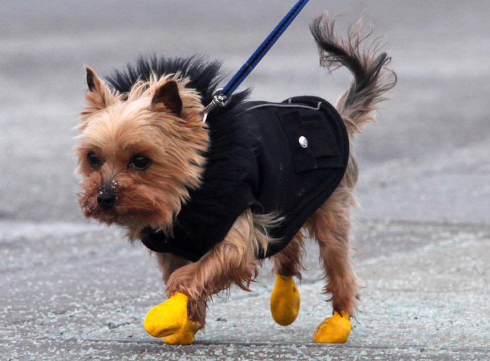 A small dog wears boots and a coat during frigid weather on Parliament Hill in Ottawa