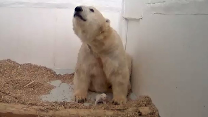 Eisbär-Nachwuchs im Tierpark Berlin