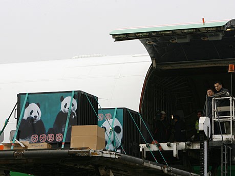 Panda-Bären für Taiwan, Getty Images