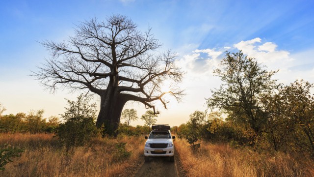 Zimbabwe Masvingo Gonarezhou National Park off road vehicle parking under a baobab model released