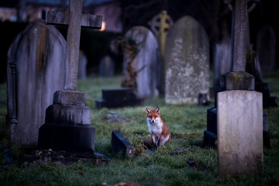BESTPIX - Urban Fox Numbers Continue To Rise