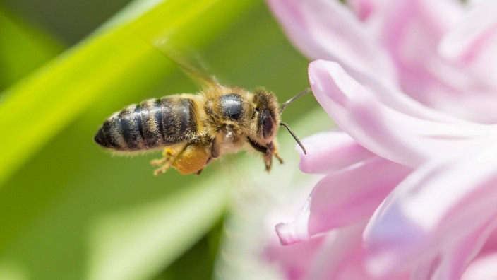 Europaeische Honigbiene Westliche Honigbiene Gemeine Honigbiene Apis mellifera mellifera fliegt