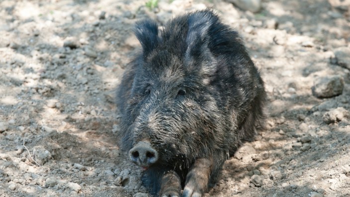 Schweinepest: Im Ebersberger Forst halten sich in einem Jahr mit Schwankungen um die 1450 Wildschweine auf. 800 Davon werden von Jägern erlegt, was einer Quote von 55 Prozent entspricht. Der Bauernverband fordert 70 Prozent.