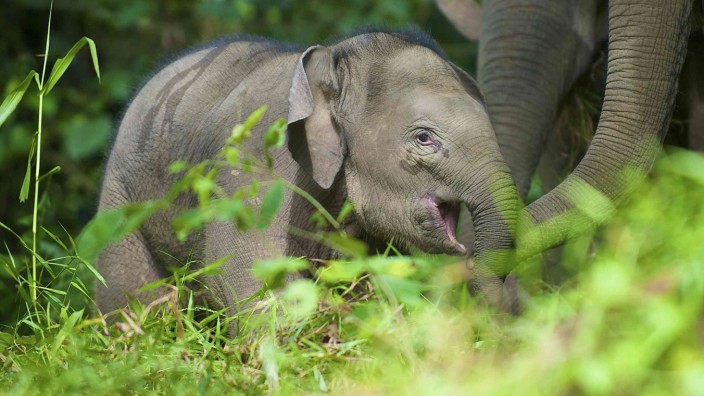 The Bornean elephant is the smallest of all elephants. It is also said to be the gentlest. It can only be found in the north of Borneo in a area representing less than 5 percent of the island, mainly in the state of Sabah (Malaysia).