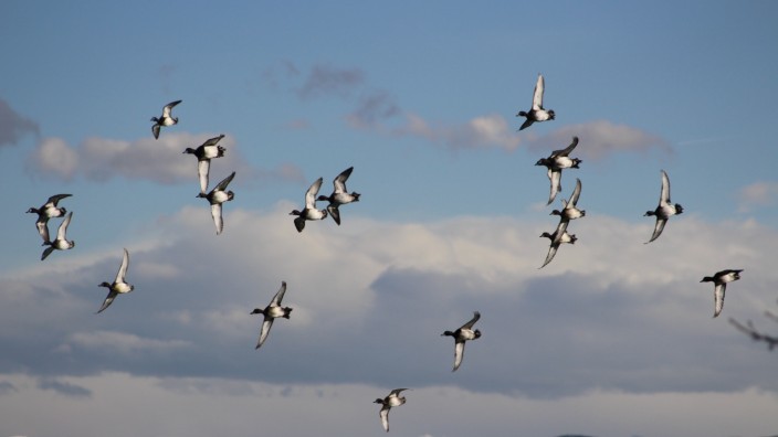 Wasservögel am Starnberger See