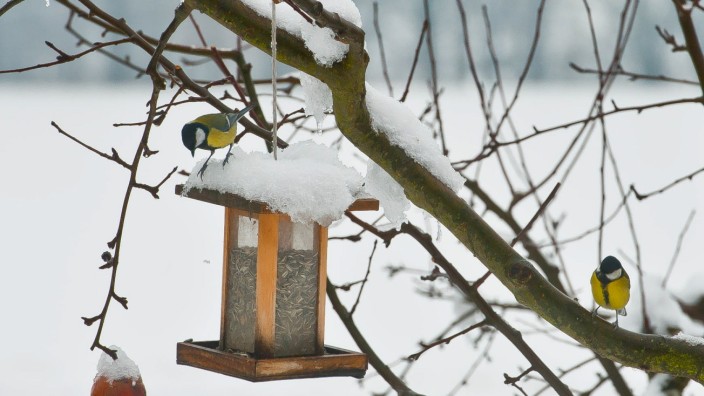 Stunde der Wintervögel: Die Meise fühlt sich im Landkreis Ebersberg noch recht wohl und ist ein häufiger Gast am Vogelhäuschen.