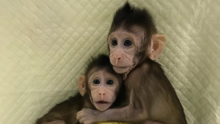 Hua Hua und Zhong Zhong - Affen nach Dolly-Methode geklont