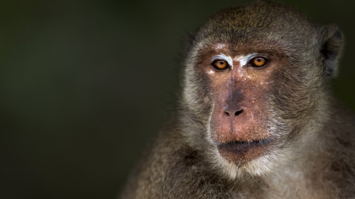 Long tailed macaque Macaca fascicularis male portrait Khao Sam Roi Yot National Park Thailand P
