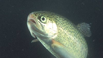 Fische in Österreich: Österreichs Flussfischer fangen immer mehr weibliche Regenbogenforellen.