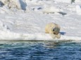 Polar bear resting on the sea ice. SPERRFRIST: 01.02.2018, 20:00 Uhr!