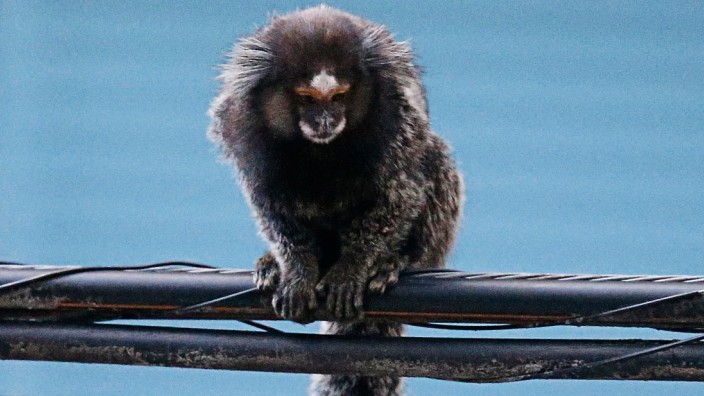 A black-tufted marmoset sits on electric cables in an urban area in Rio de Janeiro