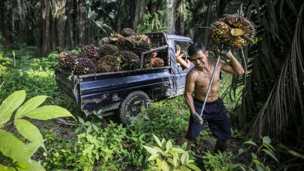 Palm Oil Culture
