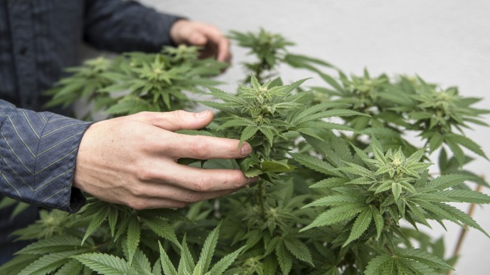 Cannabis: Der Bund Deutscher Kriminalbeamter (BDK) fordert die Legalisierung von Haschisch und Marihuana