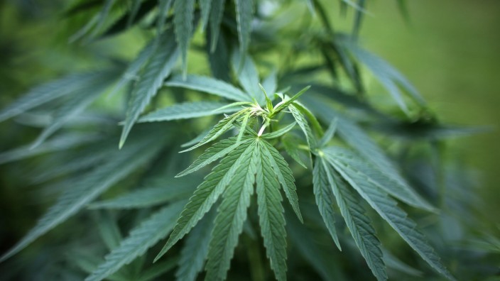 Gerichtsprozess in München: Aus der Hanfpflanze wird Cannabis gewonnen - und mit diesem Stoff hat sich ein Münchner Arzt illegal bereichert.