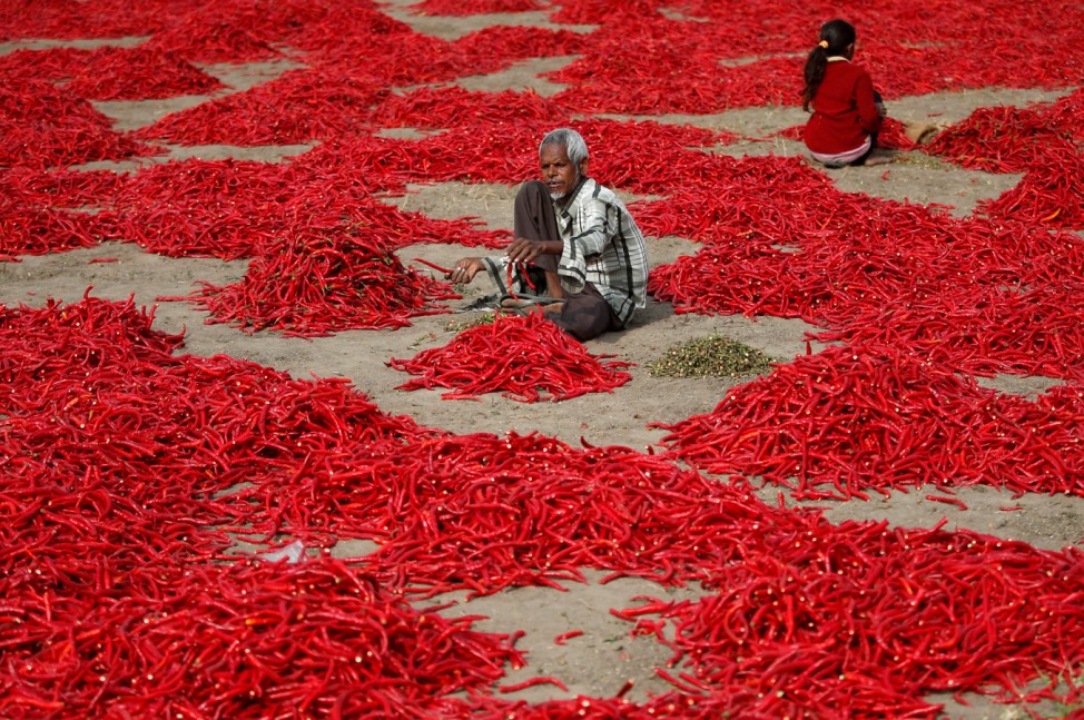 A man removes stalks from red chilli peppers at a farm in Shertha village on the outskirts of Ahmedabad