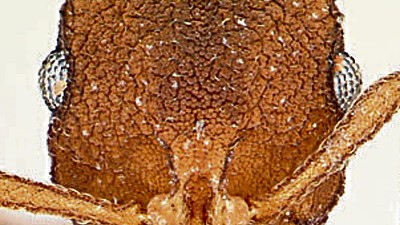 Südamerikanische Ameisen: Unter den "Mycocepurus smithii" fanden Forscher keine Männchen.