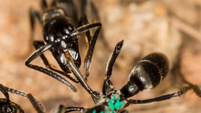 Insekten: Haben die Matabele-Ameisen ihre verwundeten Artgenossen nach Hause geschleppt, versorgen sie deren Wunden.