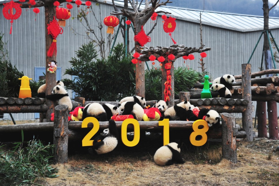 Giant panda cubs play with decorations during Chinese Lunar New Year of Dog in Wolong
