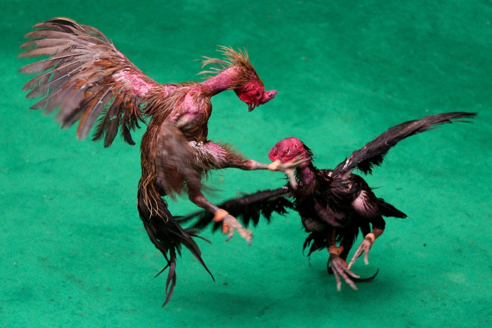 Roosters fight during a match with the highest cash reward of cockfighting in Thai history for more than one million USD at a stadium on the outskirts of Bangkok