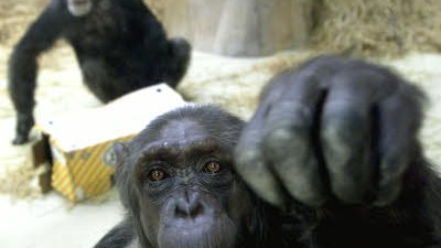 Serie: 200 Jahre Darwin (13): Affen "verhalten" sich, mal offen, mal aggressiv, mal altruistisch - doch gesellschaftliche Normen kennen sie nicht.