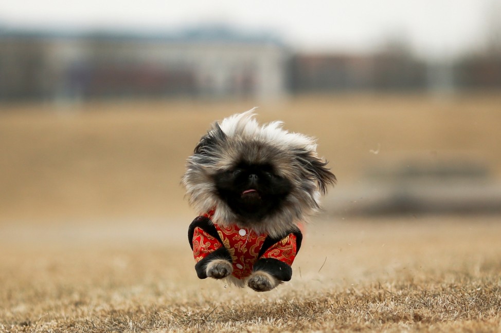 Qian Hao's imported Pekingese dog Mixiu runs in a park in Beijing