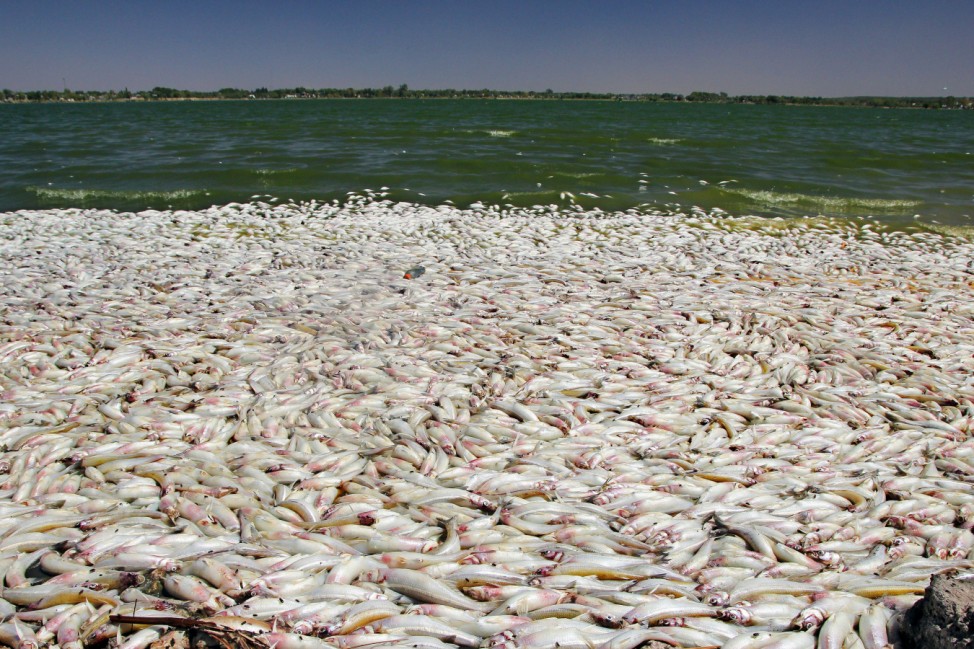 Tausende tote Fische in Argentinien