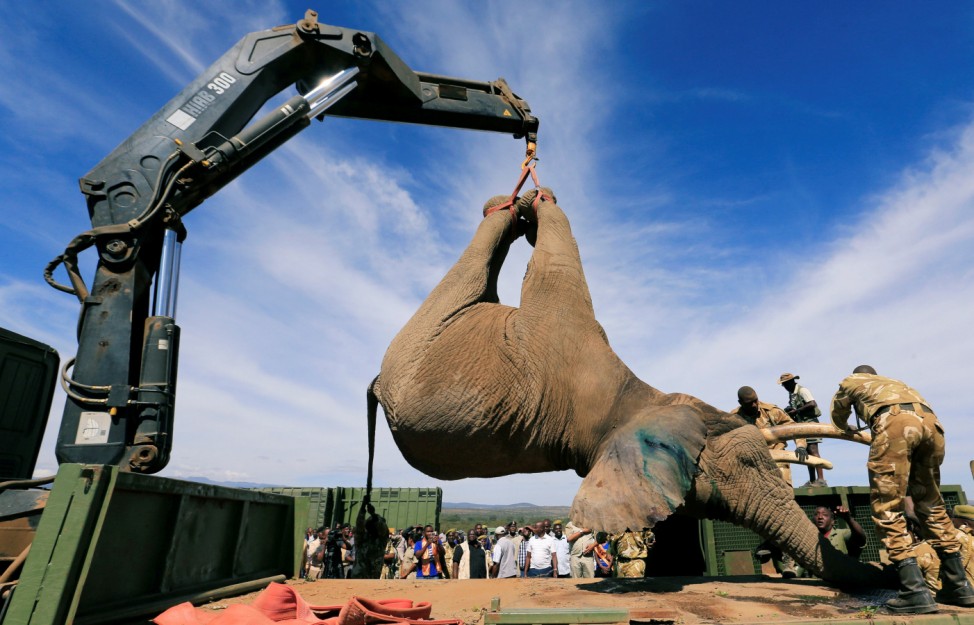 Kenya Wildlife Service rangers load a tranquillised elephant onto a truck during a translocation exercise in Solio Ranch in Nyeri County