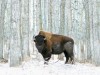 Buffalo standing in snow among poplar trees in elk island national park