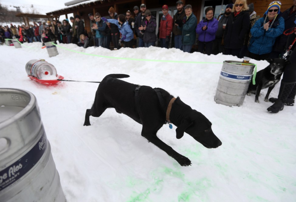Dogs Compete In Monster Dog Sled Dog Pull In Montana