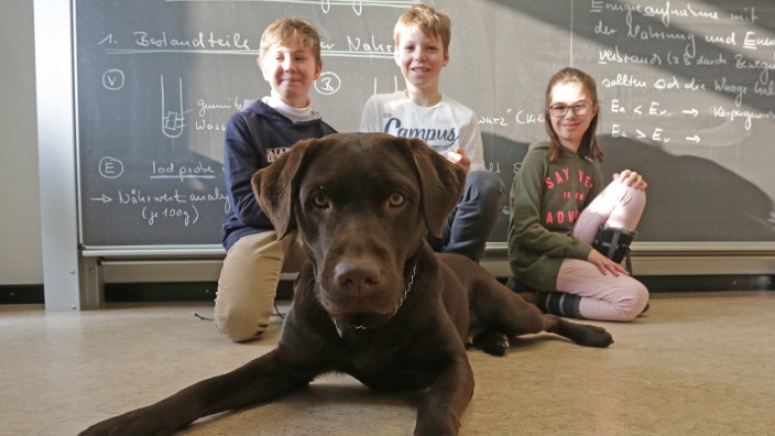 Hundegestützte Pädagogik: Fanny, der Schulhund des Camerloher Gymnasiums, hat ein wachsames Auge auf Philipp, Raphael und Sarah (von links).