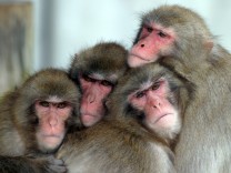 Verhaltensbiologie: Affen unter Leistungsdruck