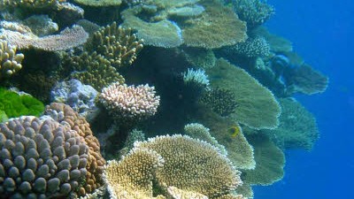 Gefährdeter Lebensraum: Unter der Versauerung der Meere leiden vor allem kalkhaltige Organismen wie die Korallen des Great Barrier Reefs vor der australischen Küste.