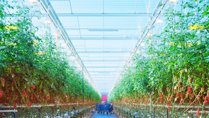 Agrartechnik: Wachsen im künstlichen Ökosystem: Tomaten im Gewächshaus der Firma Looye.