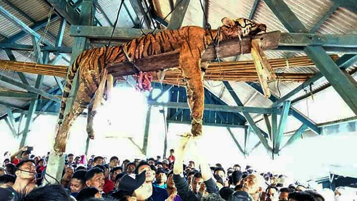 Indonesien: Makabre Szene: Dorfbewohner betrachten den Kadaver des Tigers.