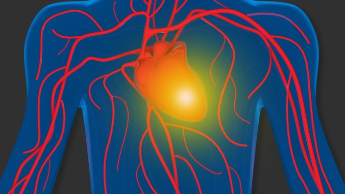human heart and blood circulation